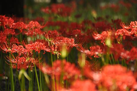 紅蓮華 彼岸花|「紅蓮」とはどんな花？ 花言葉や種類、類語、紅蓮地獄につい。